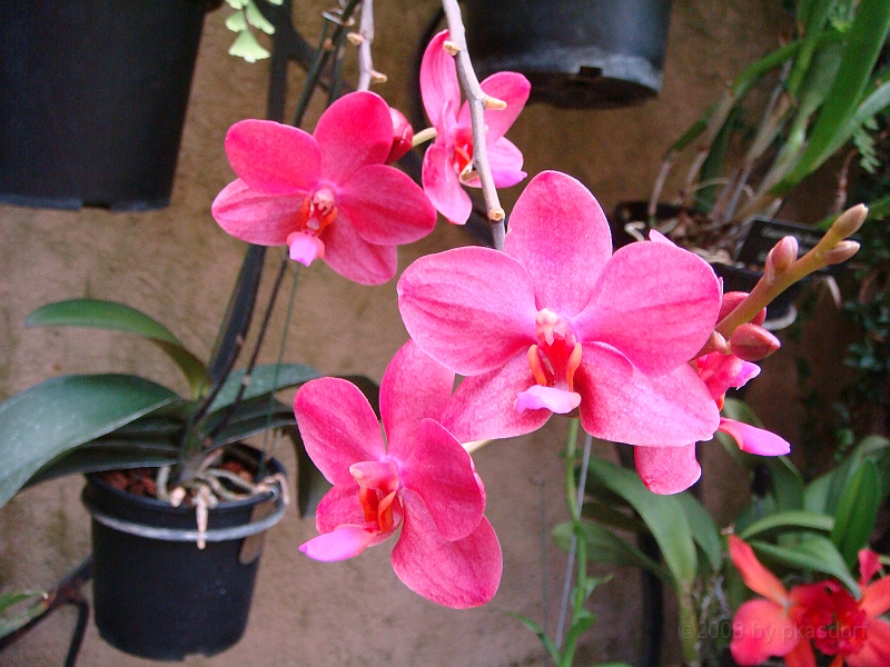 379 Longwood Gardens [2008 August 23].JPG - Longwood Gardens in Pennsylvania